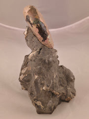 Discoscaphites cf. D. gulosus 