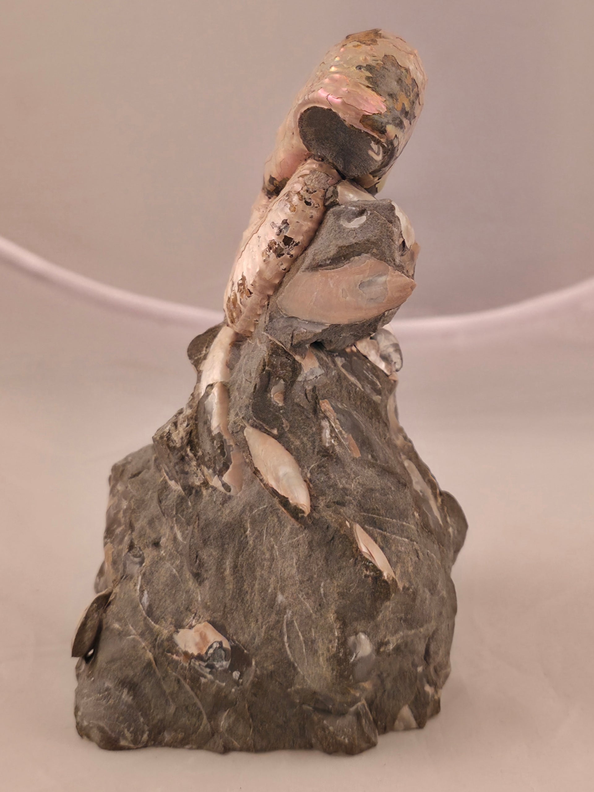 Discoscaphites cf. D. gulosus 