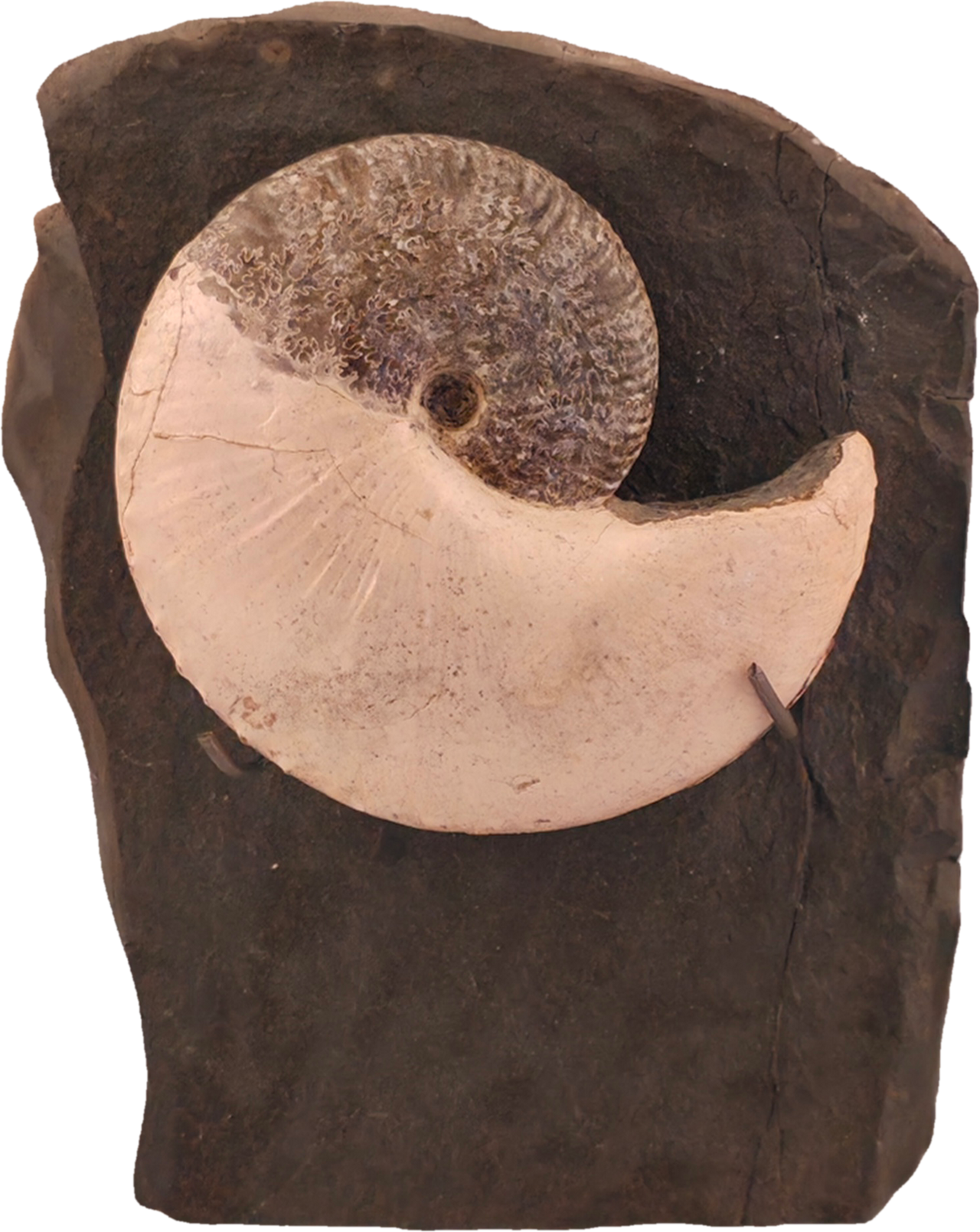 Hoploscaphites nicolletii 