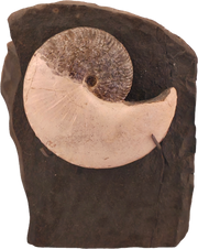 Hoploscaphites nicolletii 