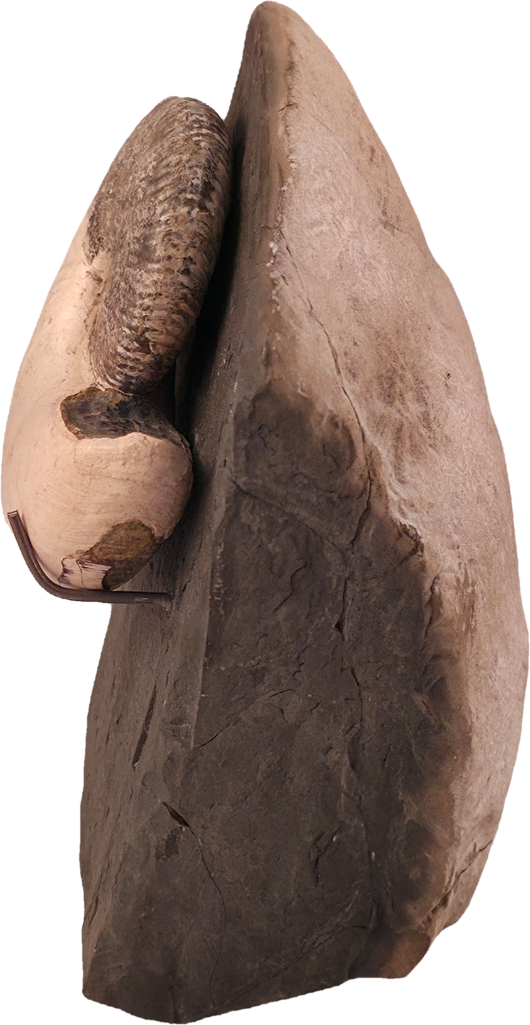 Hoploscaphites nicolletii 