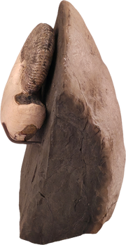 Hoploscaphites nicolletii 