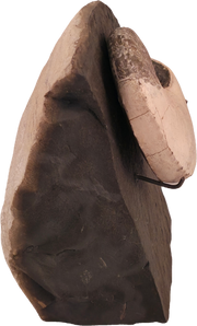 Hoploscaphites nicolletii 