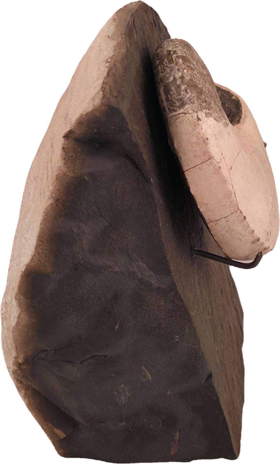 Hoploscaphites nicolletii 