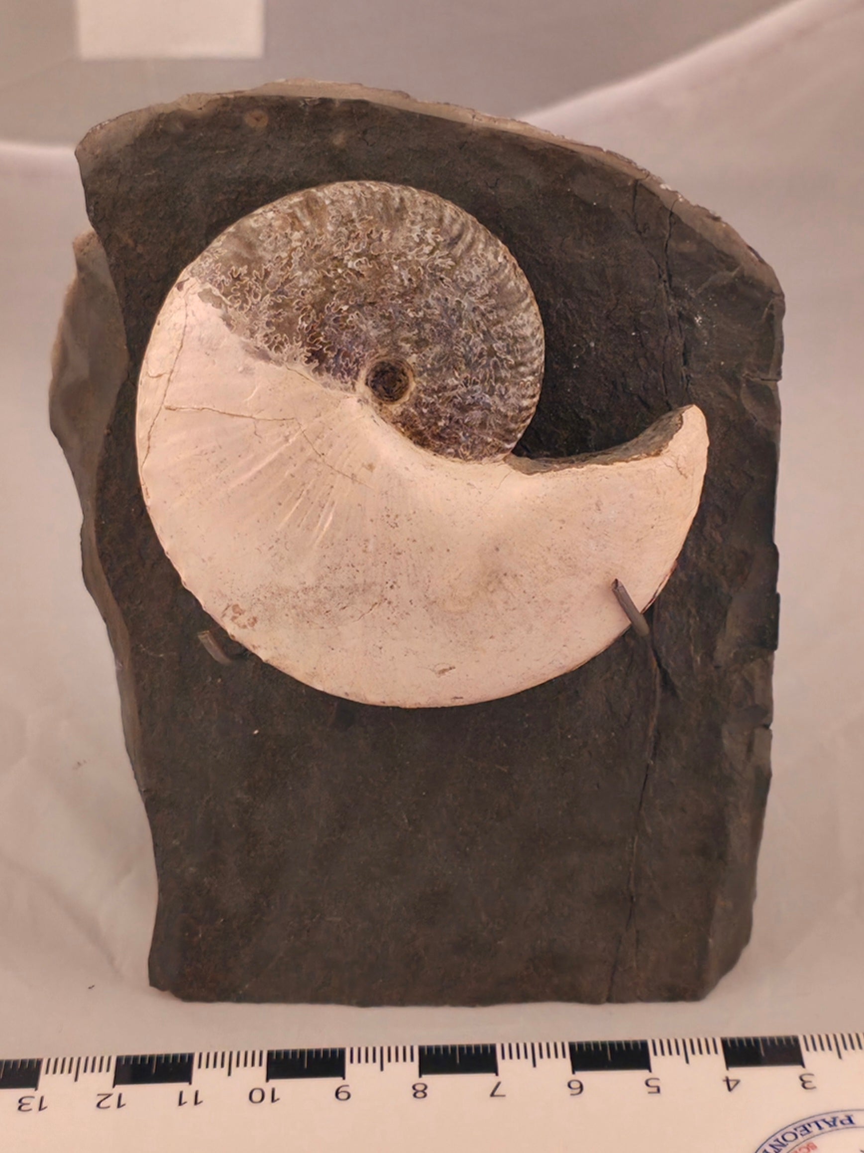 Hoploscaphites nicolletii 