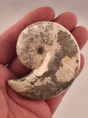 Hoploscaphites nicolletii 