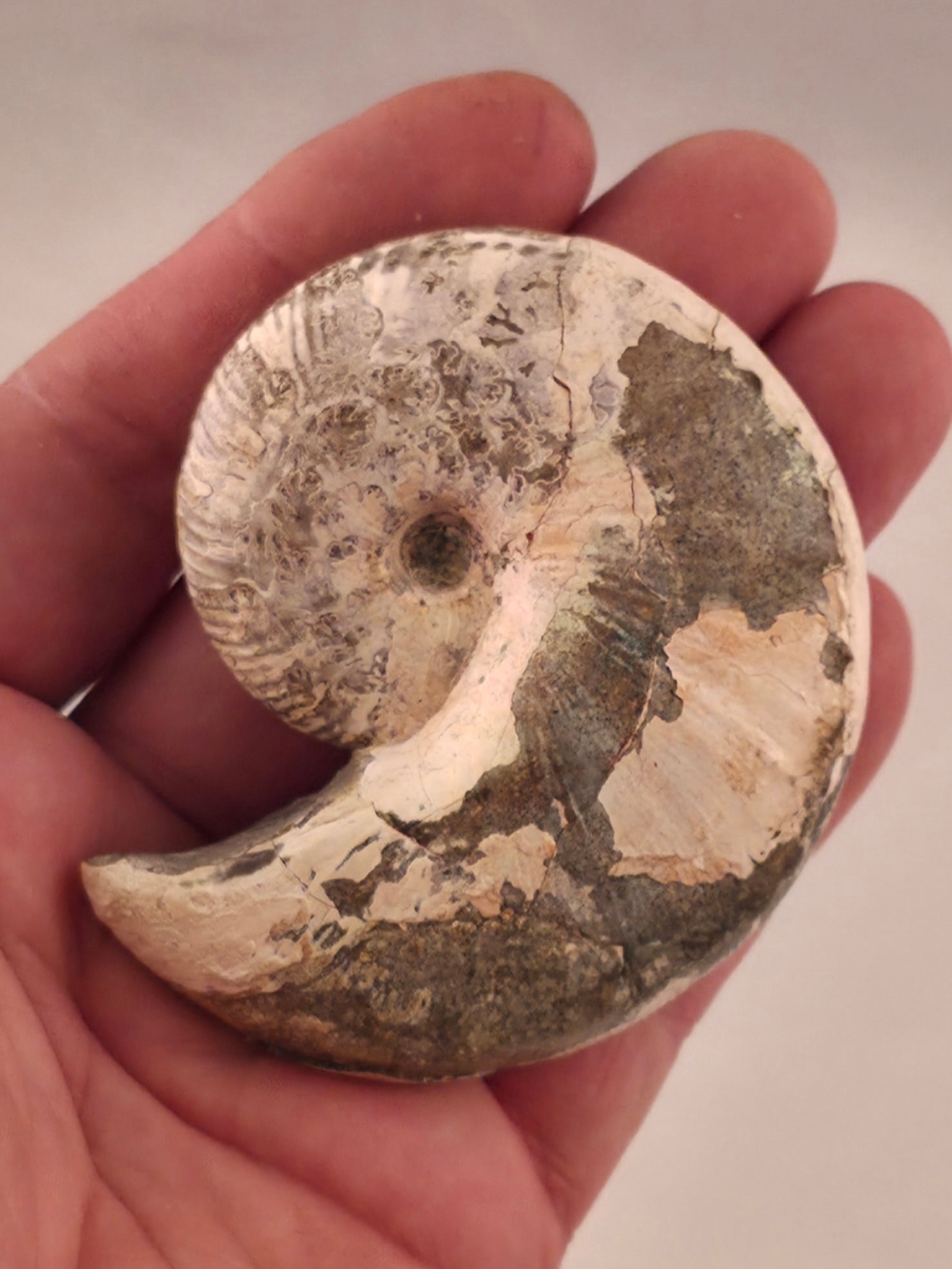 Hoploscaphites nicolletii 