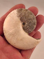 Hoploscaphites nicolletii 