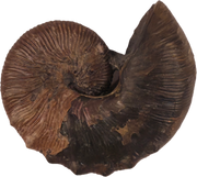 Hoploscaphites brevis