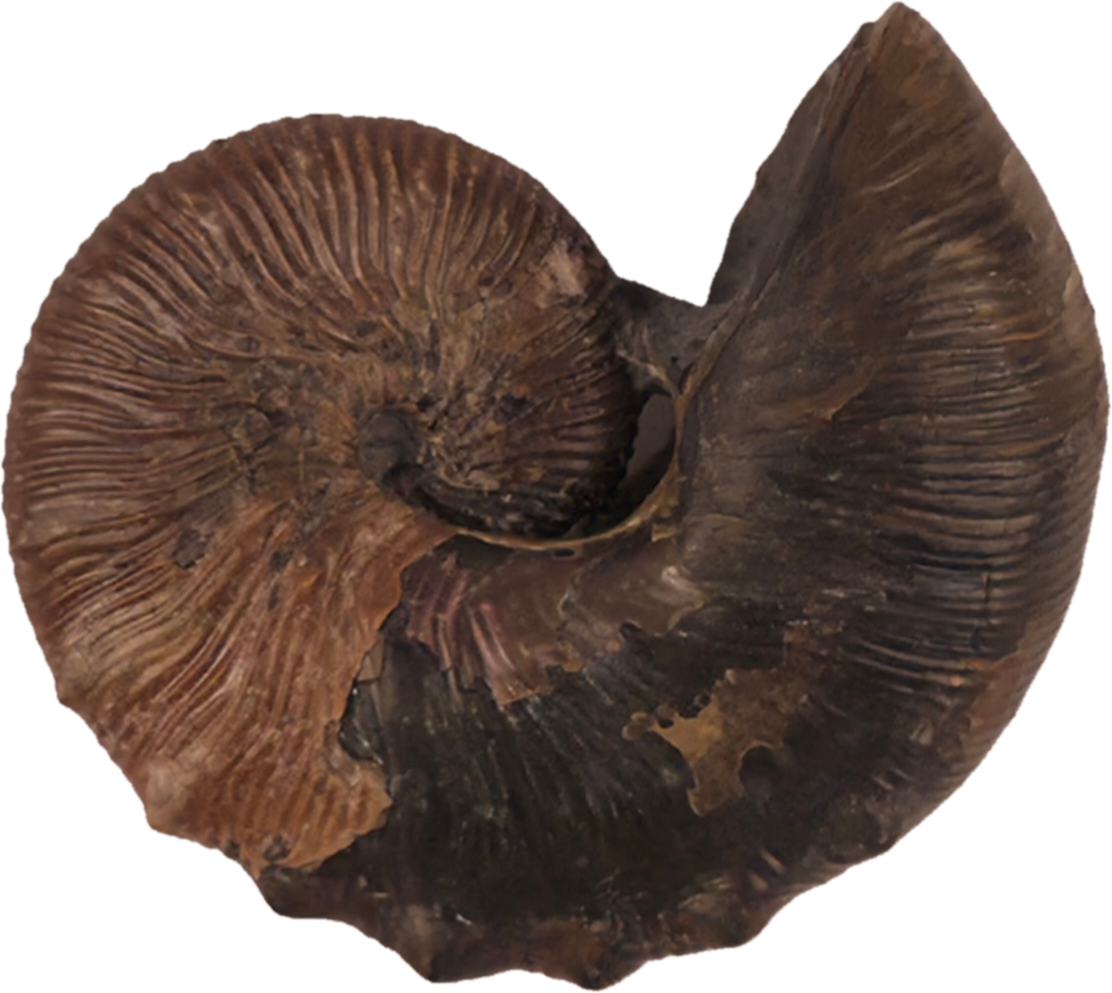 Hoploscaphites brevis