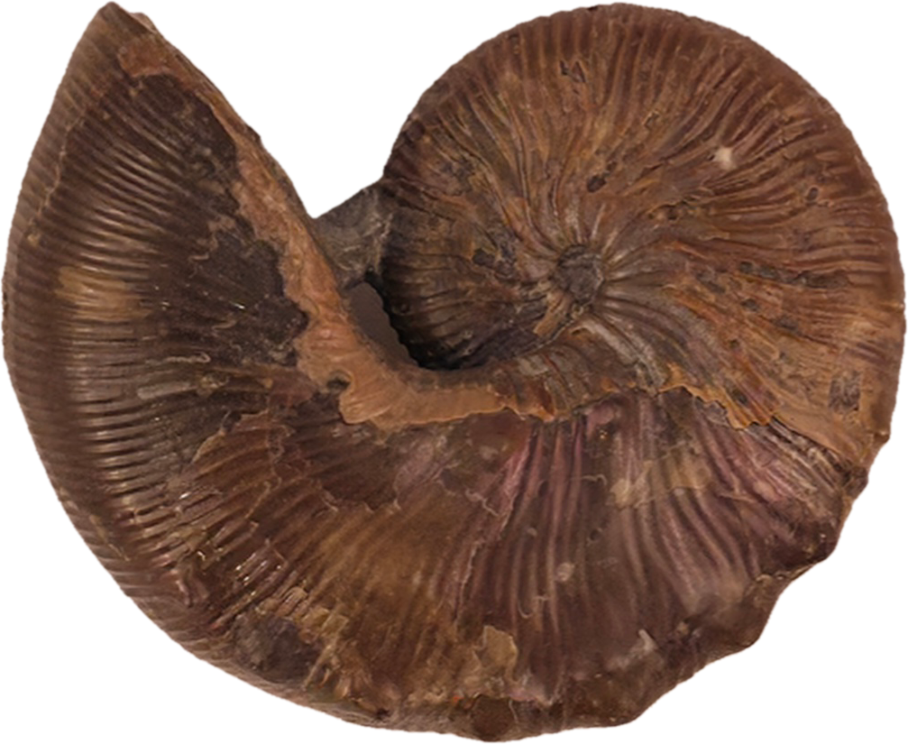 Hoploscaphites brevis