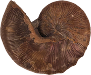 Hoploscaphites brevis