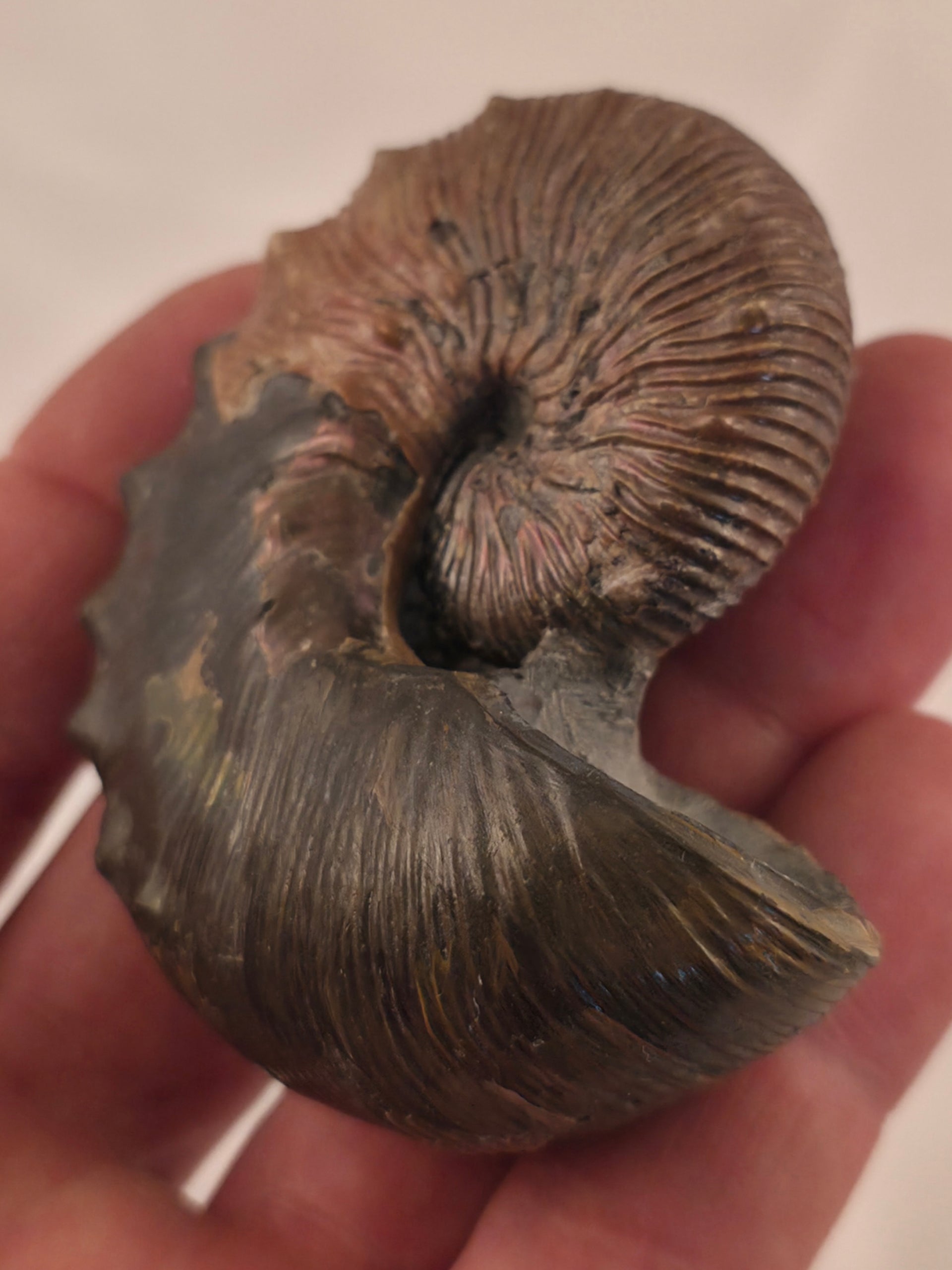 Hoploscaphites brevis