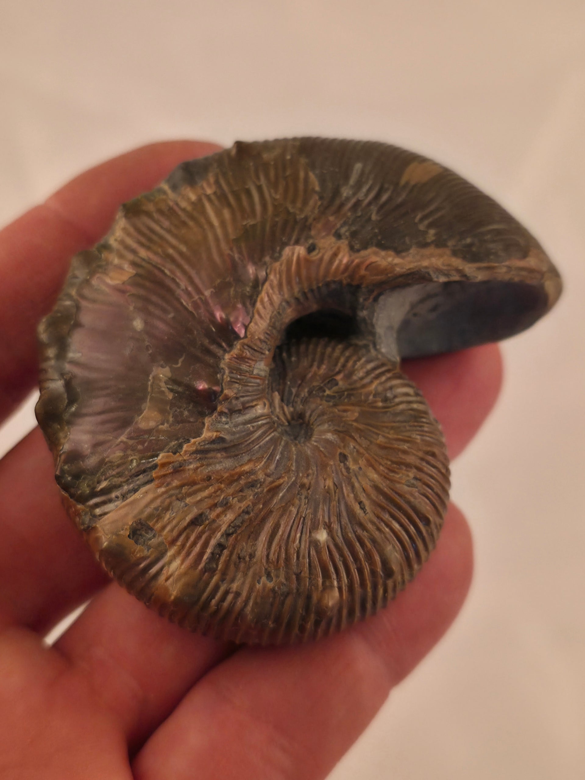 Hoploscaphites brevis