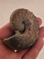 Hoploscaphites brevis 