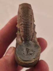 Hoploscaphites brevis 