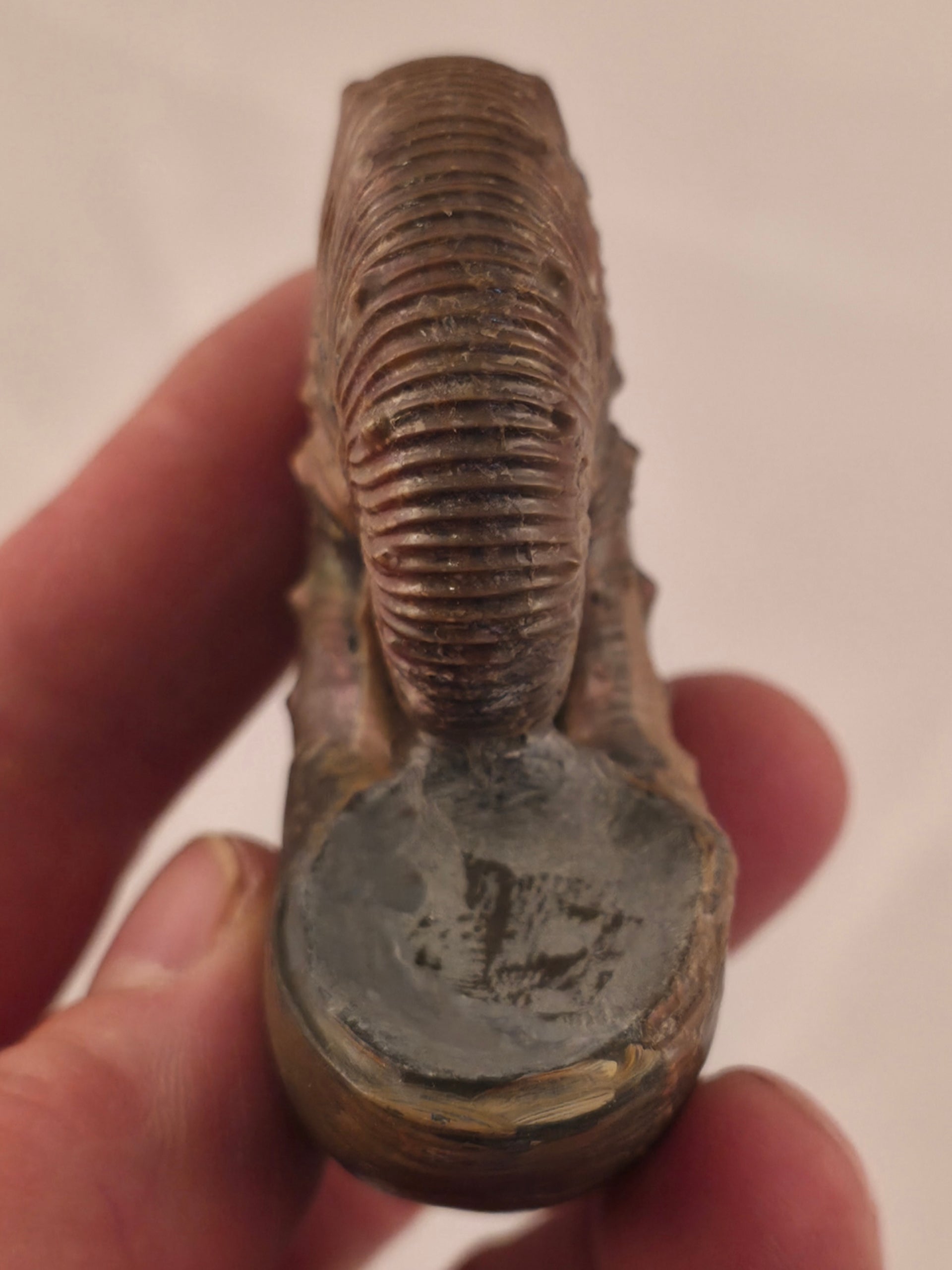 Hoploscaphites brevis 