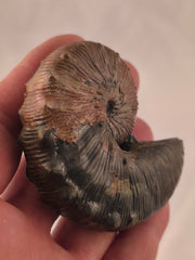 Hoploscaphites brevis 