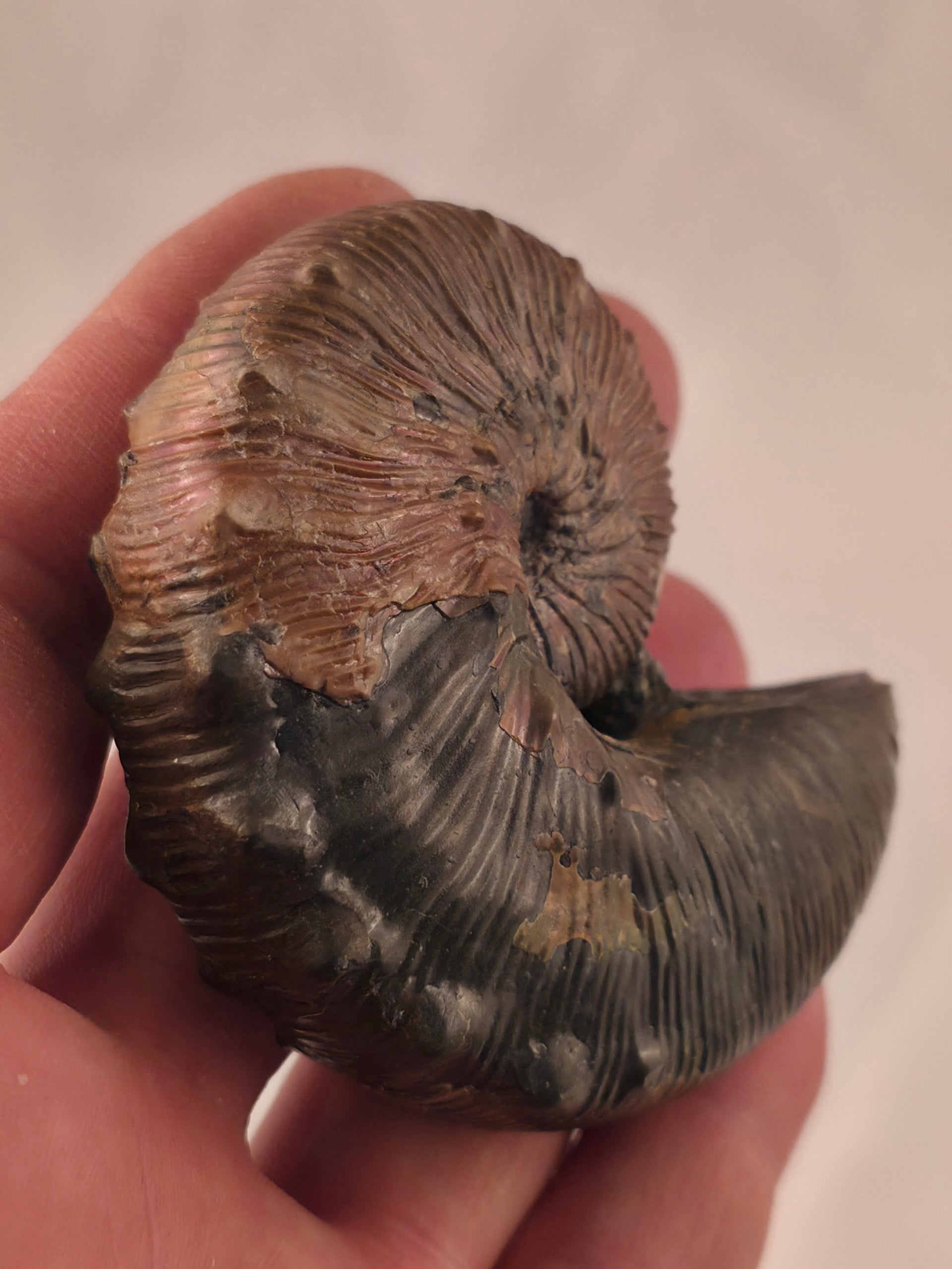 Hoploscaphites brevis 