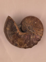 Hoploscaphites brevis 