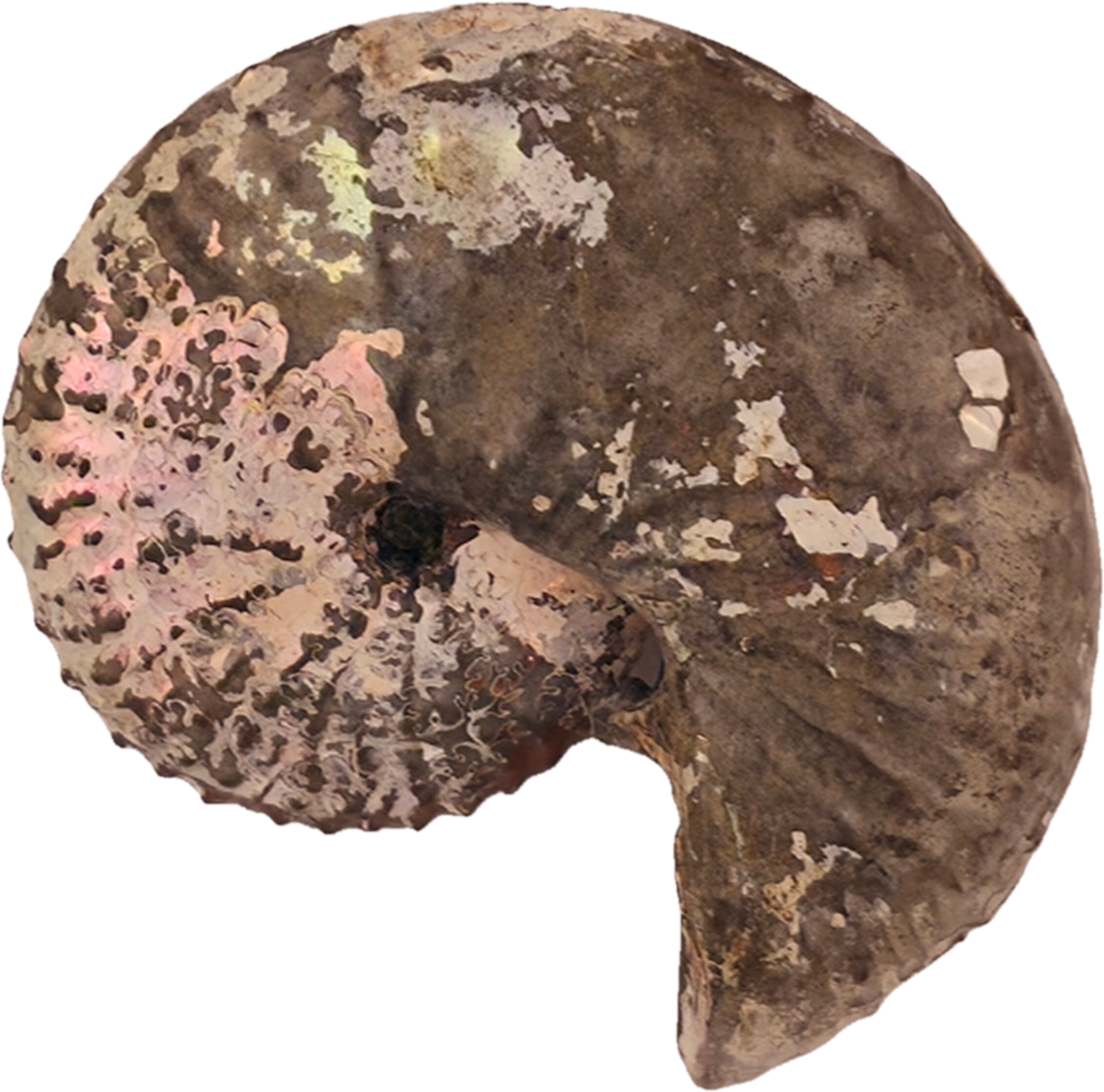Discoscaphites cf. D. gulosus 