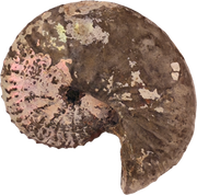 Discoscaphites cf. D. gulosus 