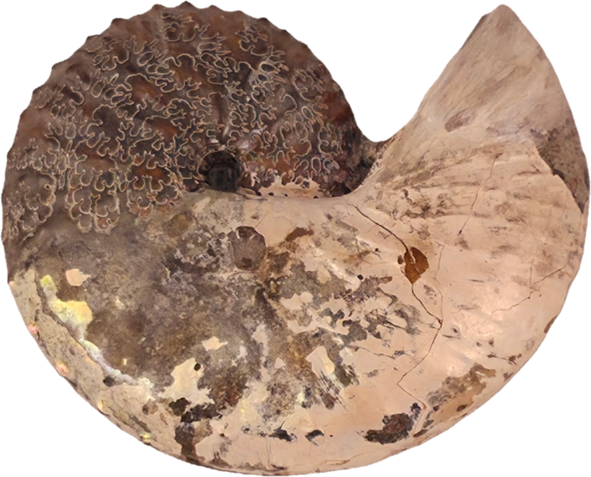 Discoscaphites cf. D. gulosus 