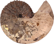 Discoscaphites cf. D. gulosus 