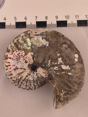 Discoscaphites cf. D. gulosus 