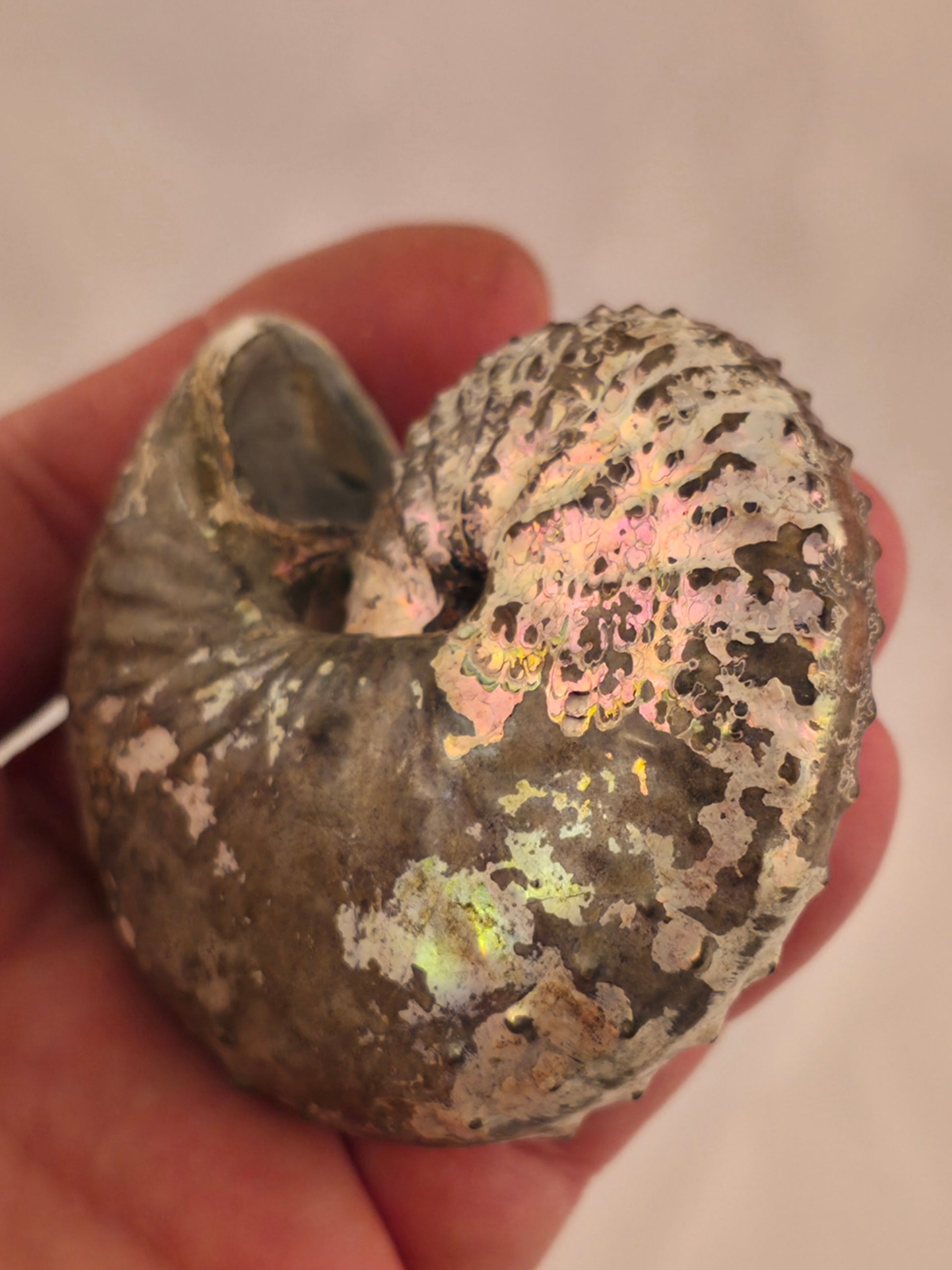 Discoscaphites cf. D. gulosus 