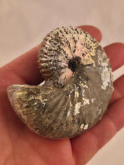 Discoscaphites cf. D. gulosus 