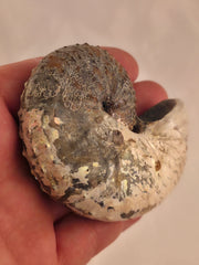 Discoscaphites cf. D. gulosus 