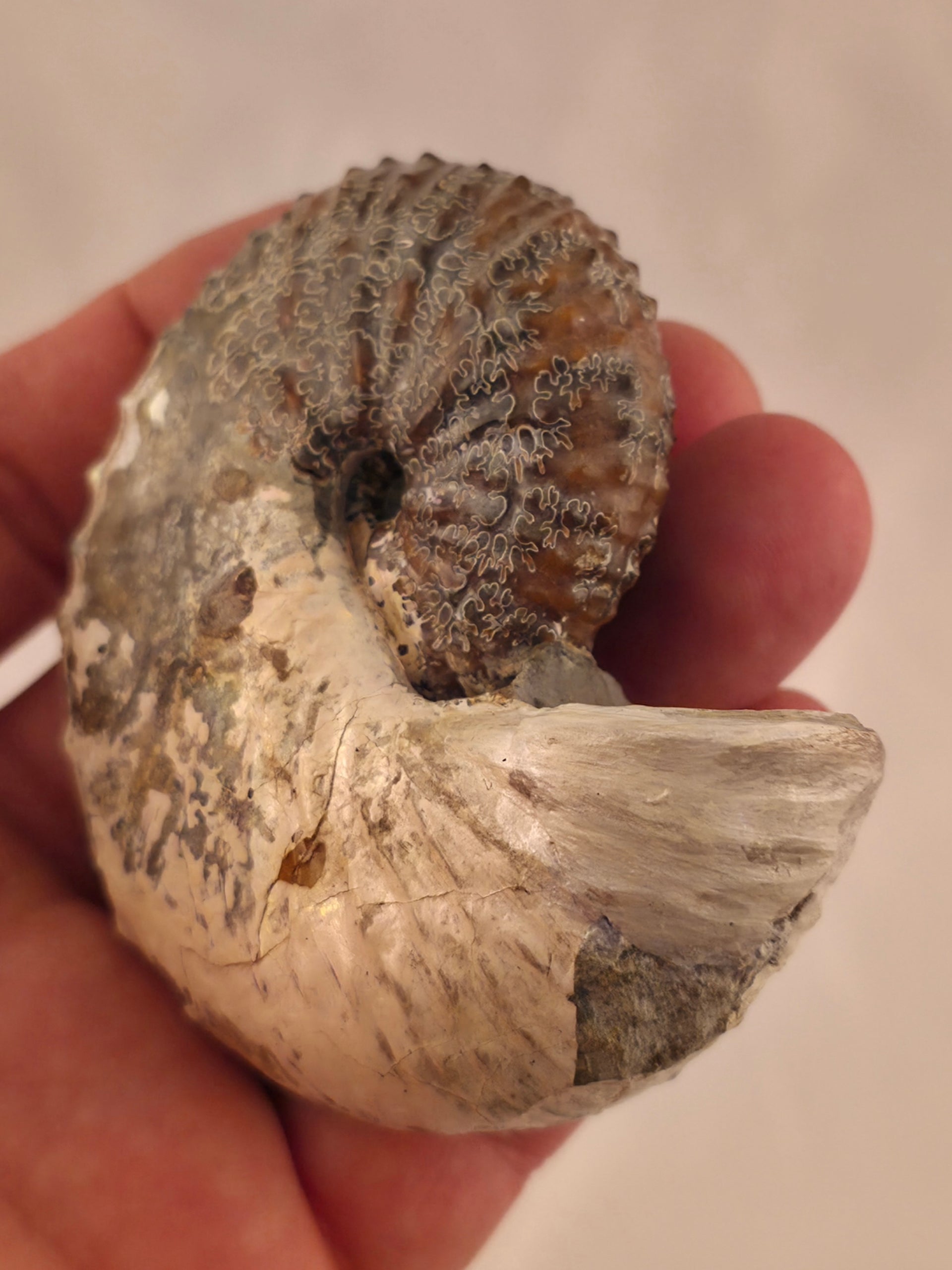 Discoscaphites cf. D. gulosus 