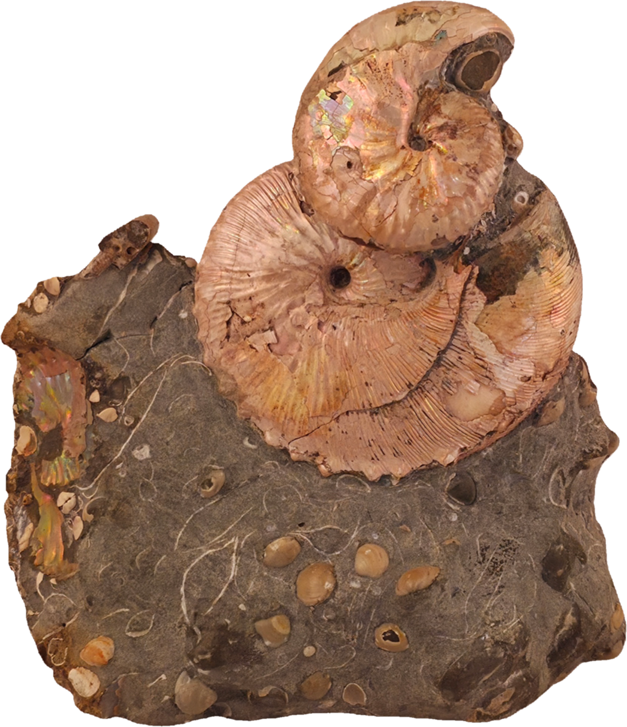 Hoploscaphites (Jeletzkytes) spedeni w/ Discoscaphites cf. D. gulosus macroconch 