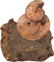 Hoploscaphites (Jeletzkytes) spedeni w/ Discoscaphites cf. D. gulosus macroconch 