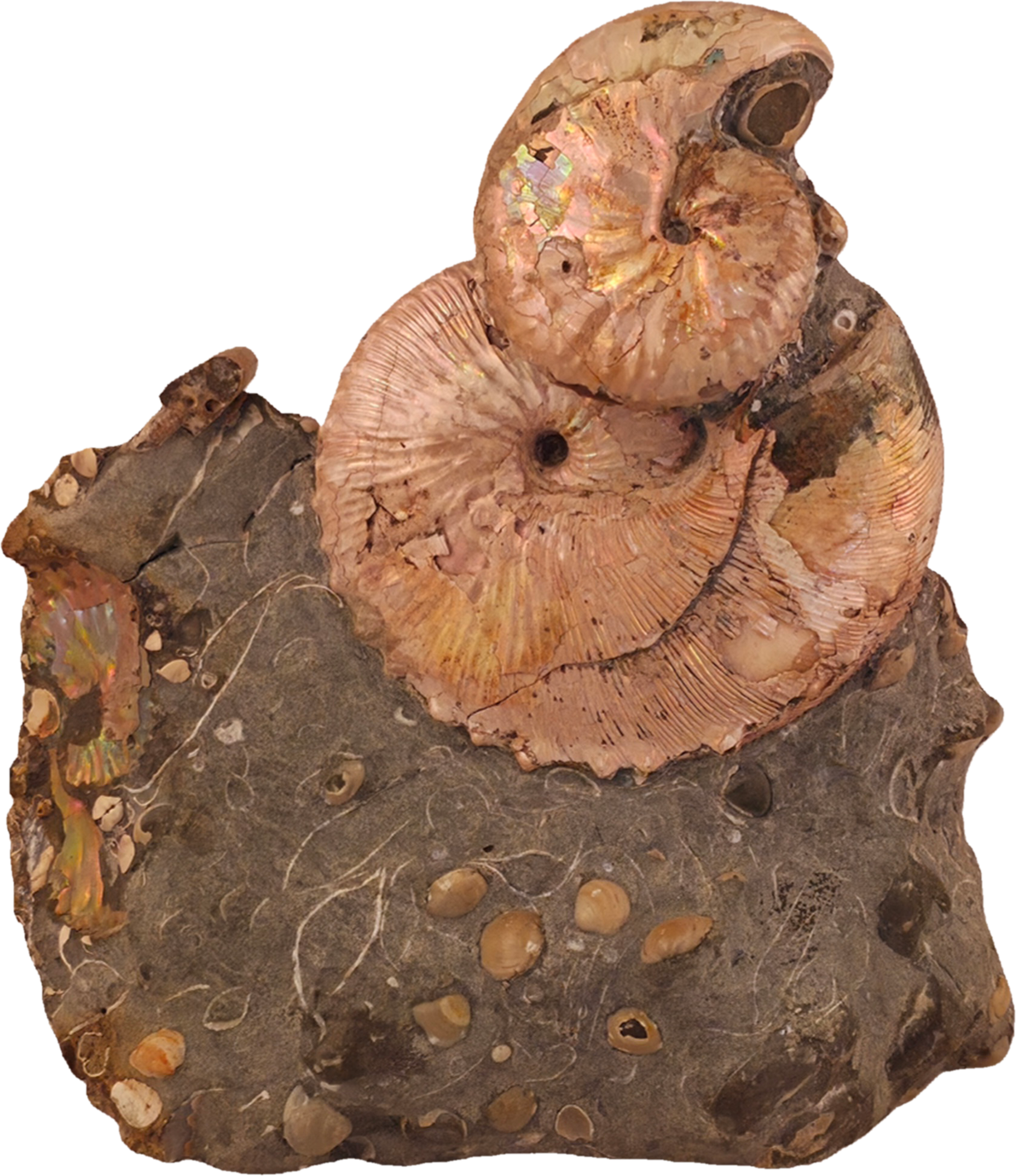 Hoploscaphites (Jeletzkytes) spedeni w/ Discoscaphites cf. D. gulosus macroconch 