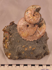 Hoploscaphites (Jeletzkytes) spedeni macroconch (bottom) w/ Discoscaphites cf. D. gulosus macroconch (top)