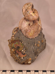 Hoploscaphites (Jeletzkytes) spedeni w/ Discoscaphites cf. D. gulosus macroconch 