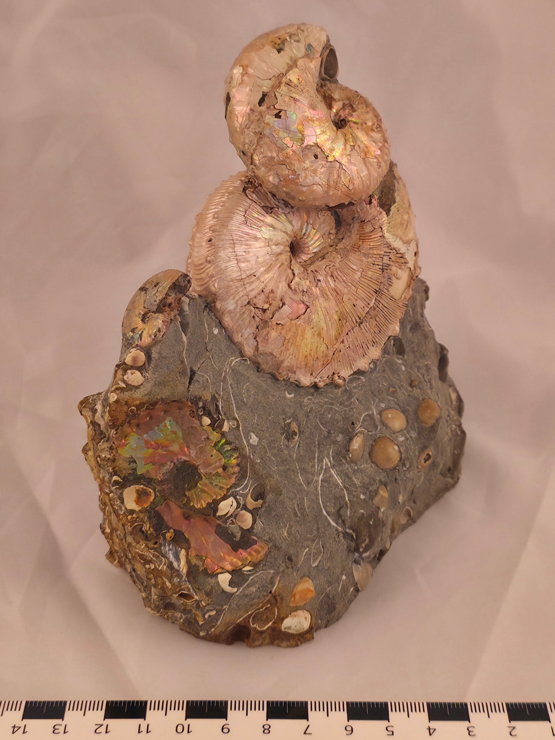 Hoploscaphites (Jeletzkytes) spedeni w/ Discoscaphites cf. D. gulosus macroconch 