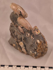 Hoploscaphites (Jeletzkytes) spedeni w/ Discoscaphites cf. D. gulosus macroconch 