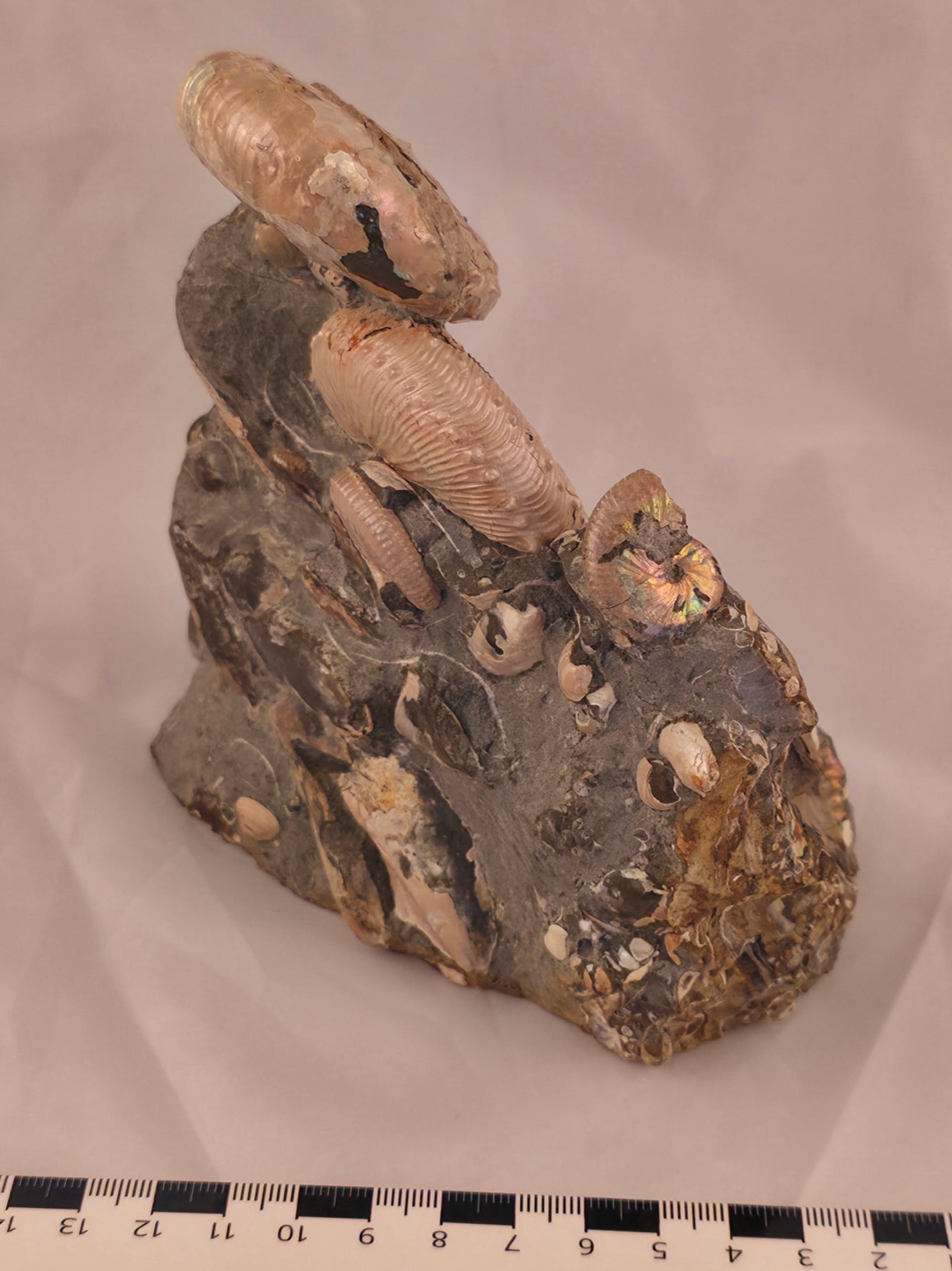 Hoploscaphites (Jeletzkytes) spedeni w/ Discoscaphites cf. D. gulosus macroconch 