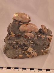 Hoploscaphites (Jeletzkytes) spedeni w/ Discoscaphites cf. D. gulosus macroconch 