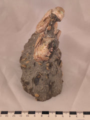 Hoploscaphites (Jeletzkytes) spedeni w/ Discoscaphites cf. D. gulosus macroconch 