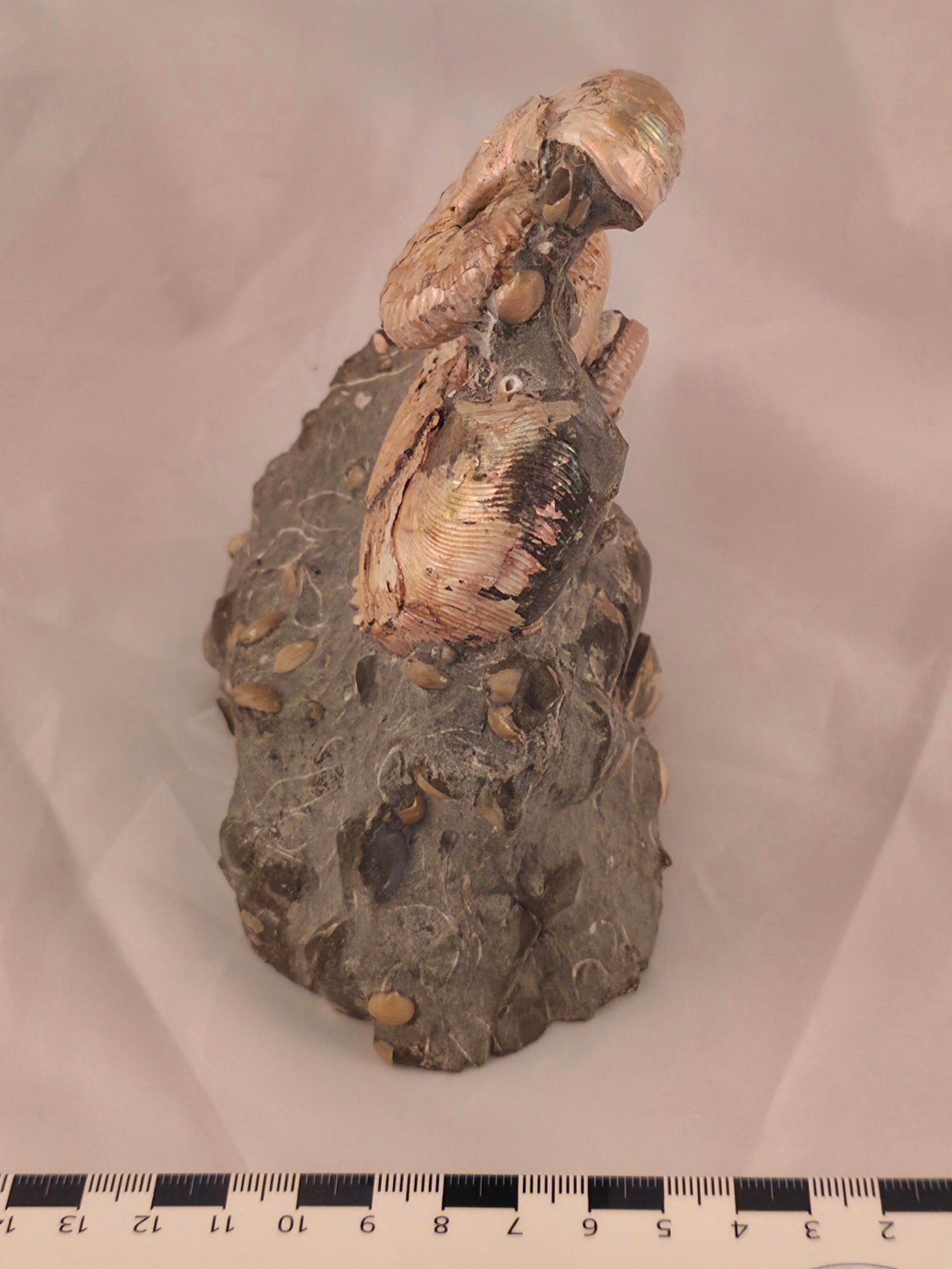 Hoploscaphites (Jeletzkytes) spedeni w/ Discoscaphites cf. D. gulosus macroconch 