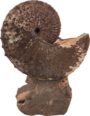 Discoscaphites cf. D. gulosus 