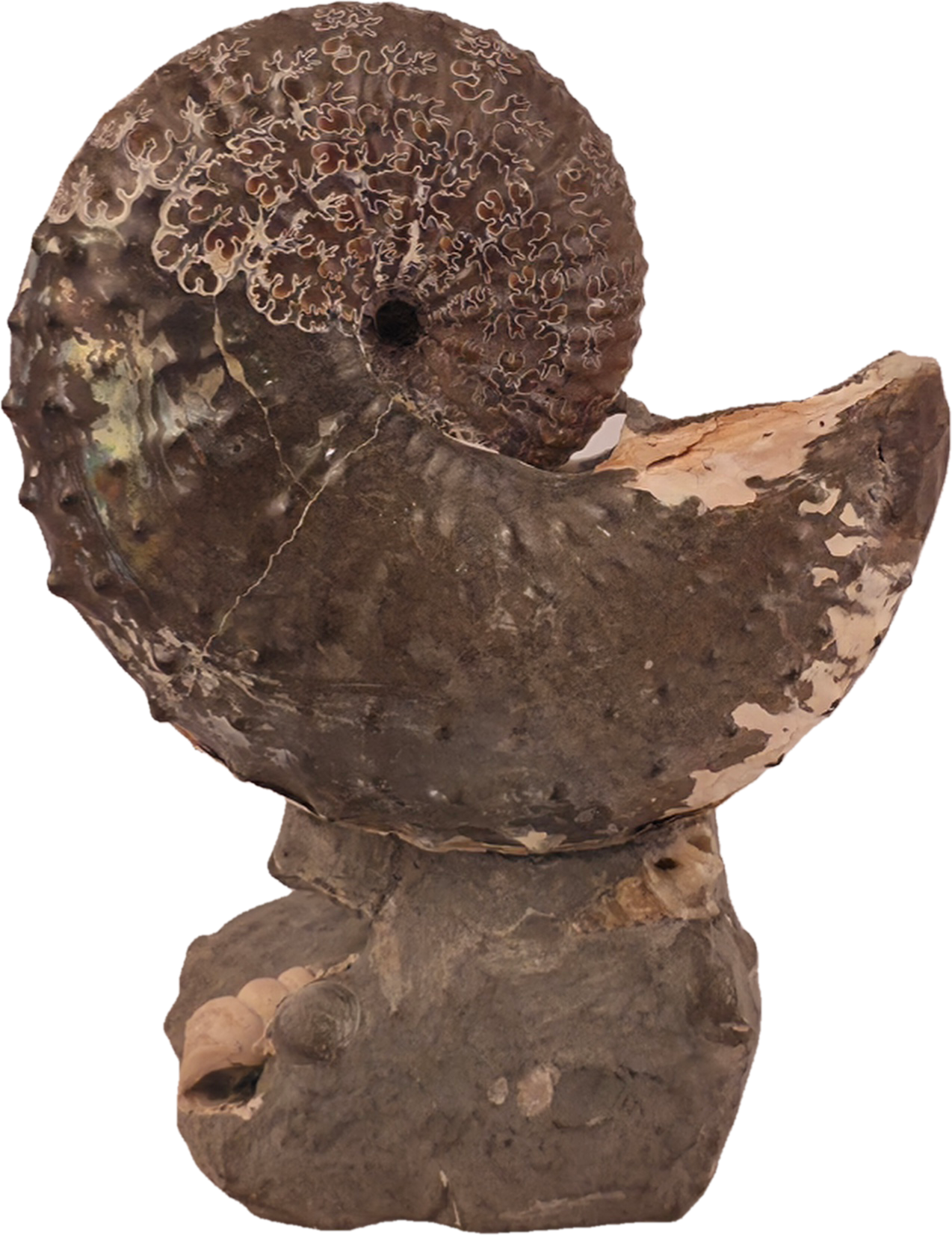 Discoscaphites cf. D. gulosus 