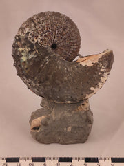 Discoscaphites cf. D. gulosus 