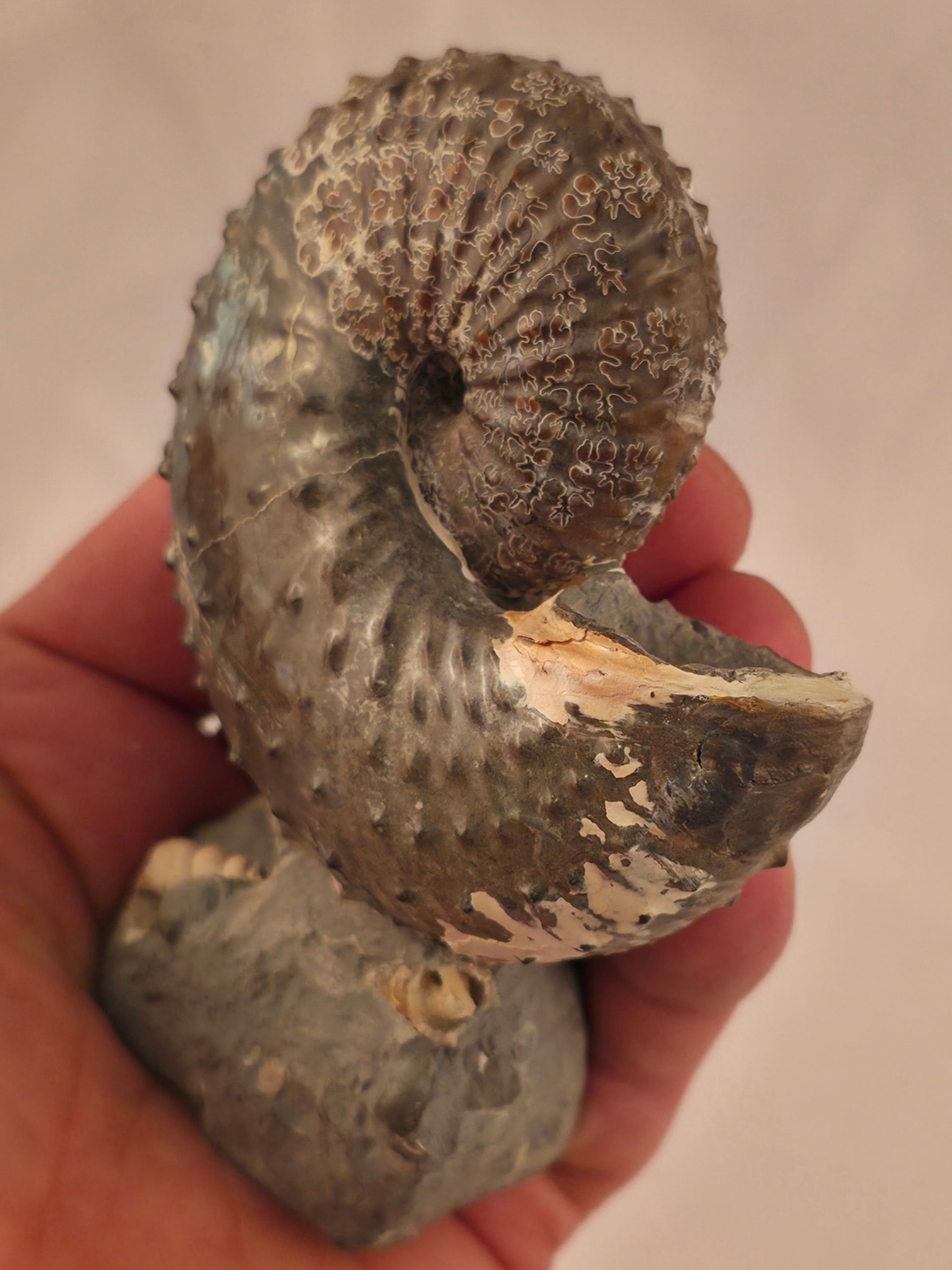 Discoscaphites cf. D. gulosus 