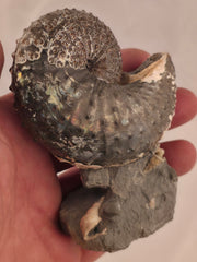 Discoscaphites cf. D. gulosus 