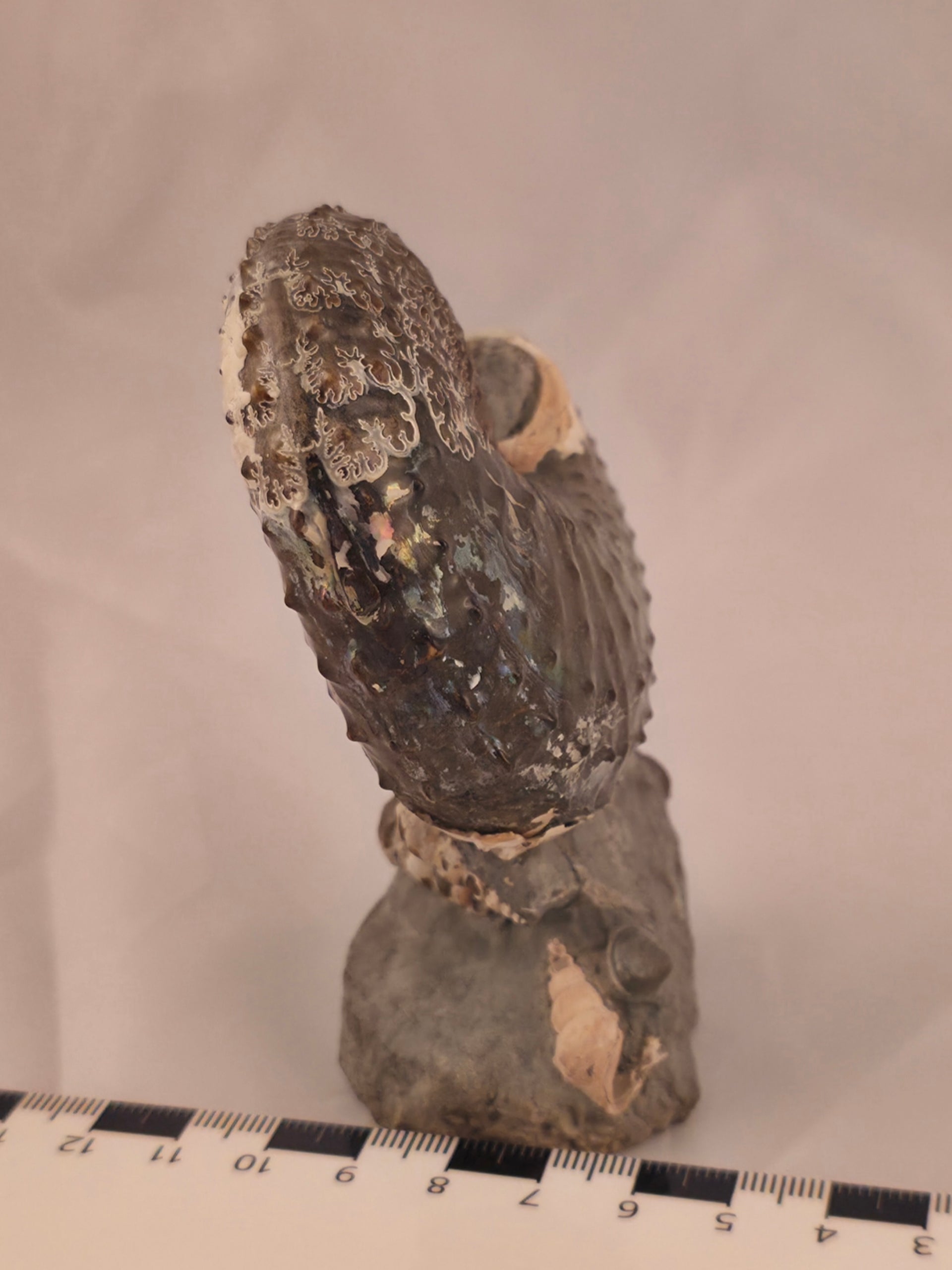 Discoscaphites cf. D. gulosus 